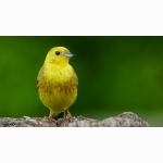 20220604 Goldammer 03 1 DSC07095 (1).jpg